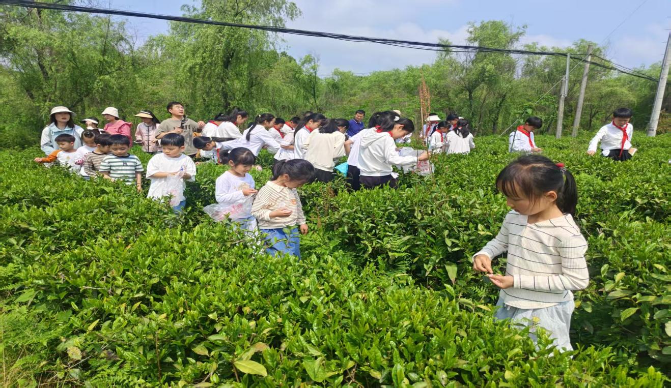 區(qū)關(guān)工委組織學(xué)生到實(shí)驗(yàn)茶場開展茶文化主題實(shí)踐活動